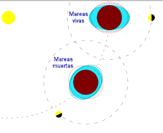 Mareas vivas y mareas muertas