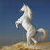 The Attractive High Quality Free Animals Horses Wallpaper