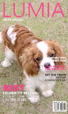 Cavalier King Charles Spaniel