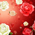 Rode en witte rozen in 3D wallpaper