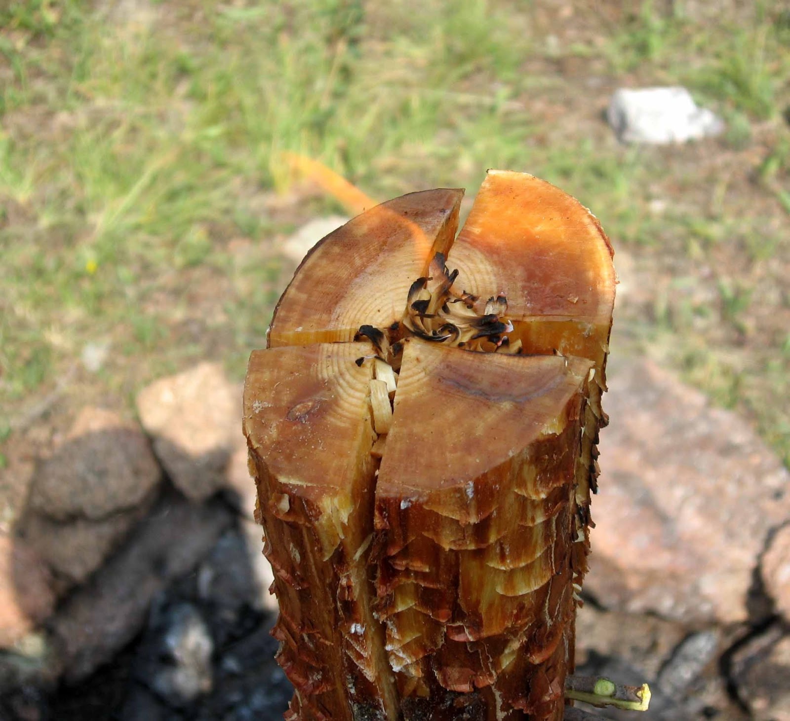 Rocky Mountain Bushcraft Wilderness Survival How to make a Pine Knot