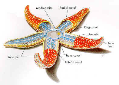 Ring Canal Function Sea Star Ring Canal Function Sea Star