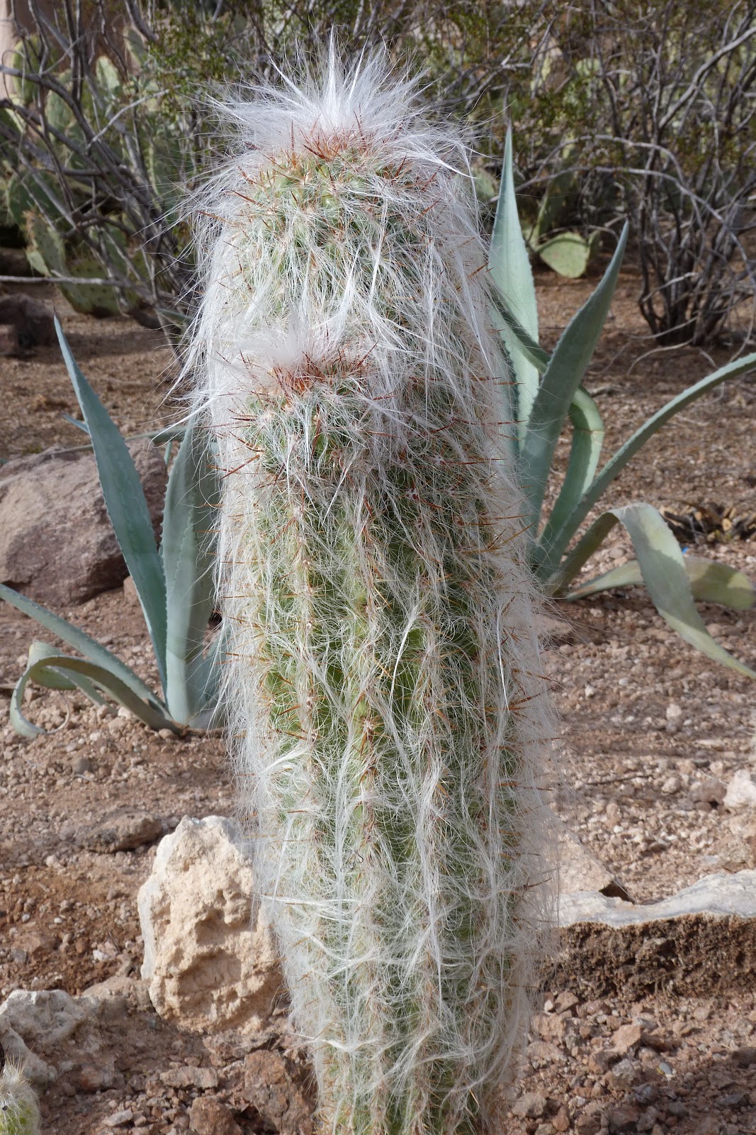 Fuzzy Cactus