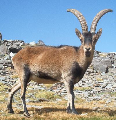 amazing-extinct-animals-resurrected-by-cloning-pyrenean-ibex amazing-extinct-animals-resurrected-by-cloning-pyrenean-ibex