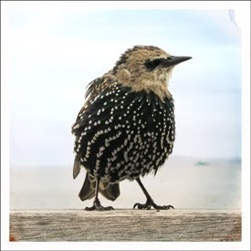 STARLING