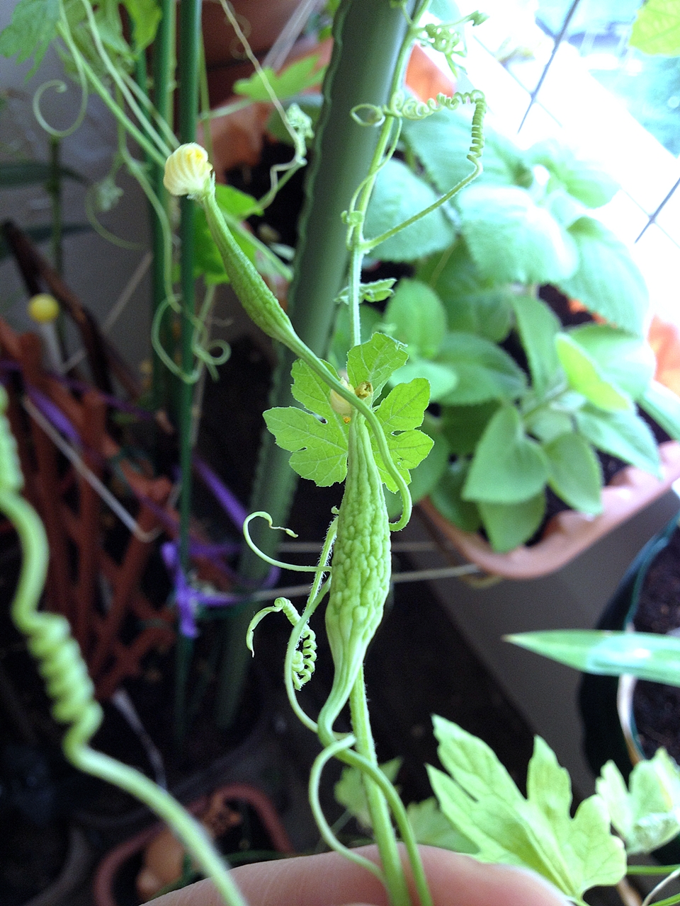 Piggy Land Singapore Lifestyle Blog Homegrown Bitter Gourd Plant