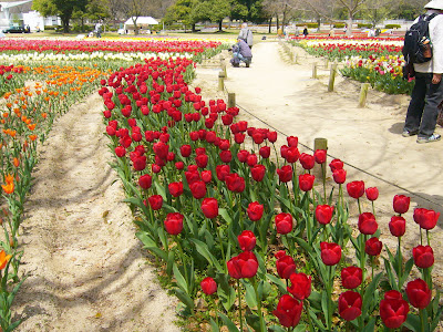 万博公園・チューリップフェスタ