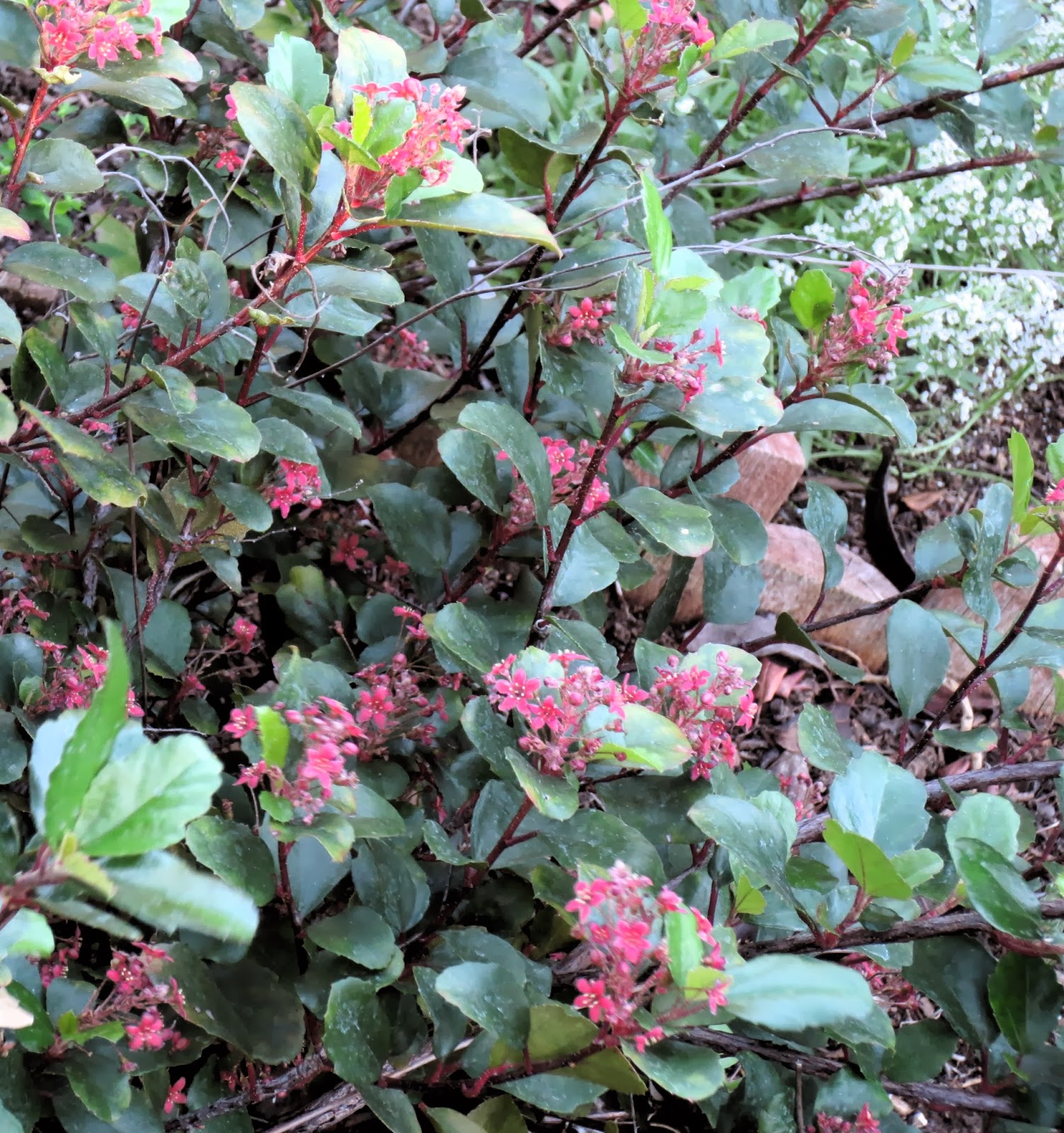 The Fruit Growing Expert The Fruiting Hedge Described