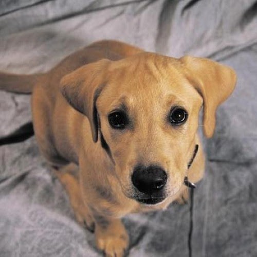 Ouça seu cão Ouça seu cão