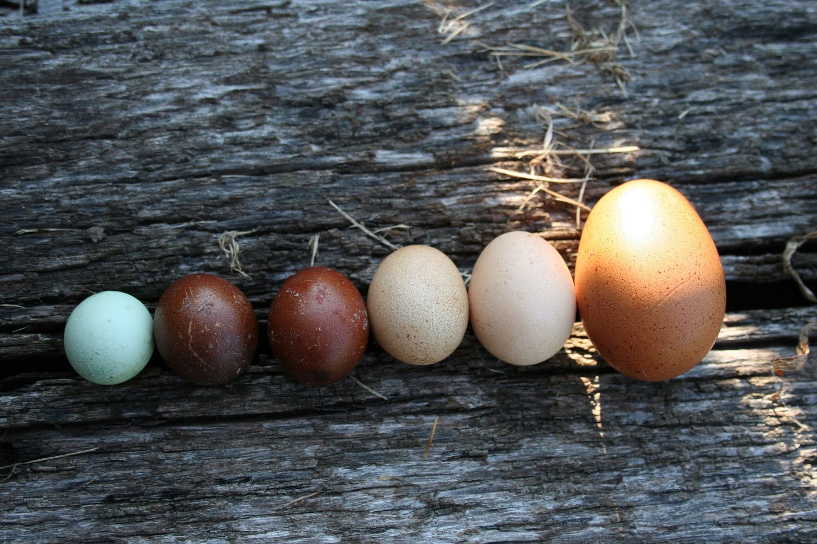 Chicken Scratch Poultry Eggnomolies = Odd eggs