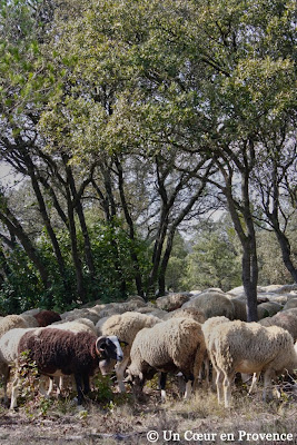 Herd of sheep in the french garrigue