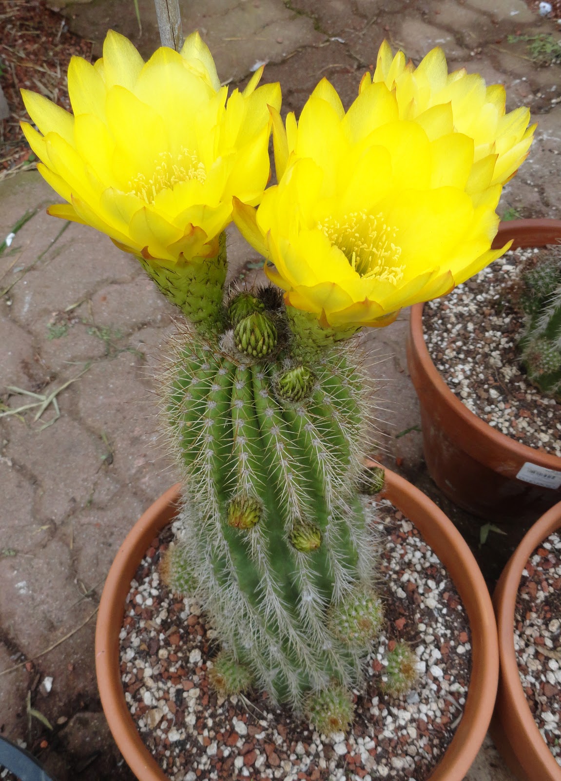 777 sweepstakes and casino