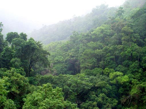map of razilian rainforest. map of brazilian rainforest. map of razilian rainforest.