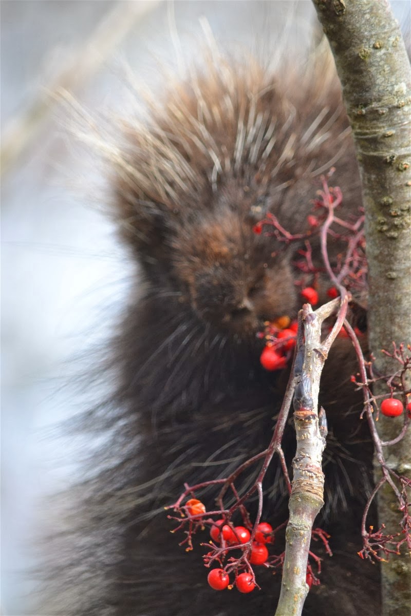 nature tales and camera trails: a Porcupine in a Tree Biology Diagrams