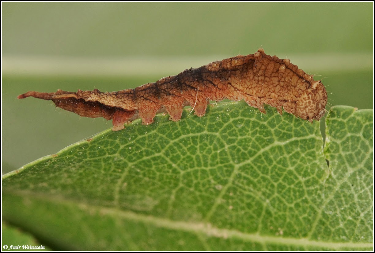 Cilix asiatica