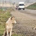 Araba Çarpan Bir Köpeği Veterinere Götürmenin Maliyeti Ne Olur?