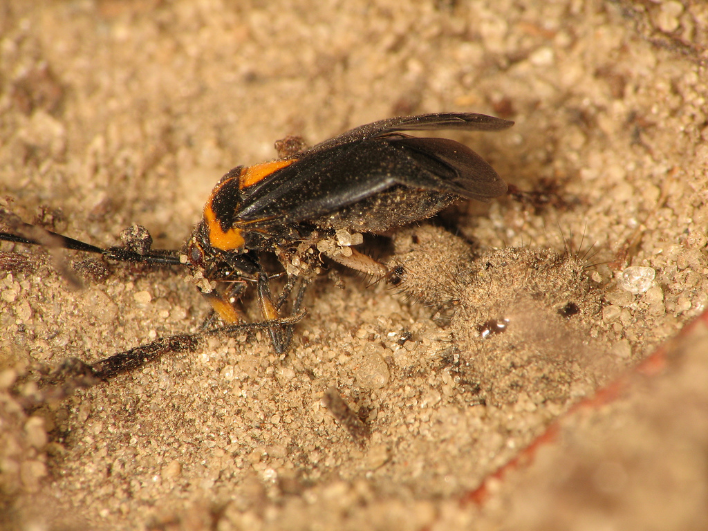 Real Monstrosities Antlion
