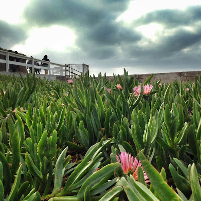 Flowers ocean beach san diego california instameet iphoneography travel adventure