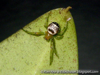 Kidney Garden Spider (Araneus mitificus)