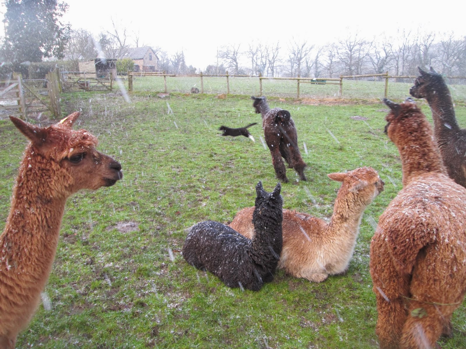 Alpaca chasing cat!