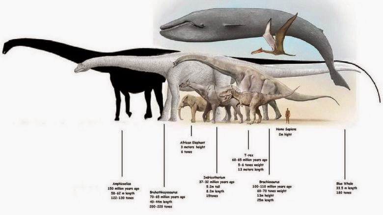 Ternyata Evolusi Hewan Akan Semakin Besar Pada Tubuhnya