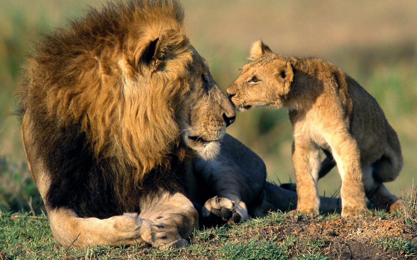 world's+top+ten+most+dangerous+animals+African+Lions+beautiful+dangerous+animal+safari+animal+protection+of+endangered++lions+of+kenya+South++safari+animal+pictures.jpg