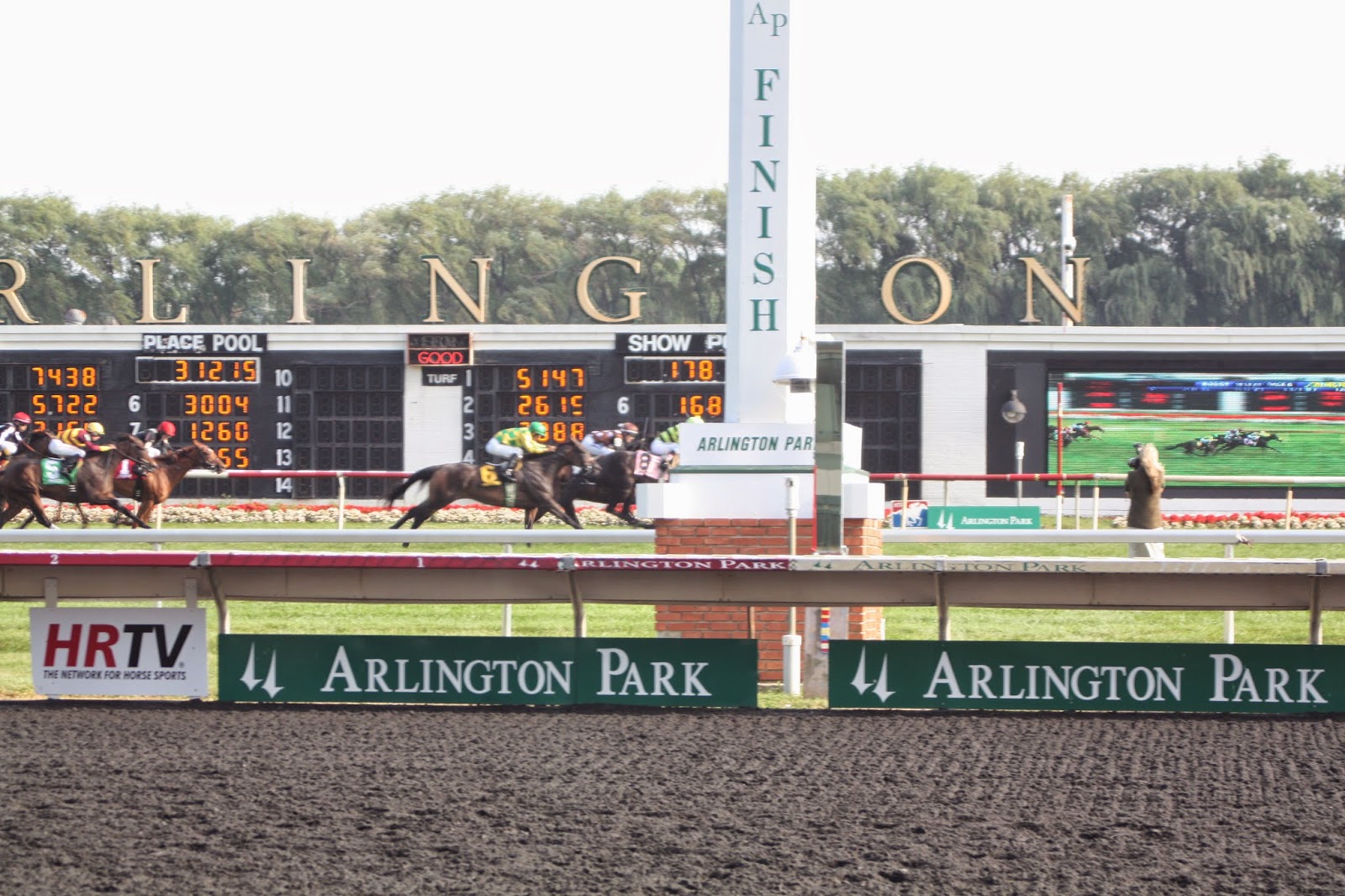 Horse Crossing Finish Line at Arlington Park Horse Crossing Finish Line at Arlington Park