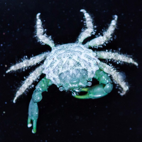 Which Cleanup Crew Critters Should You Have in your Reef Tank