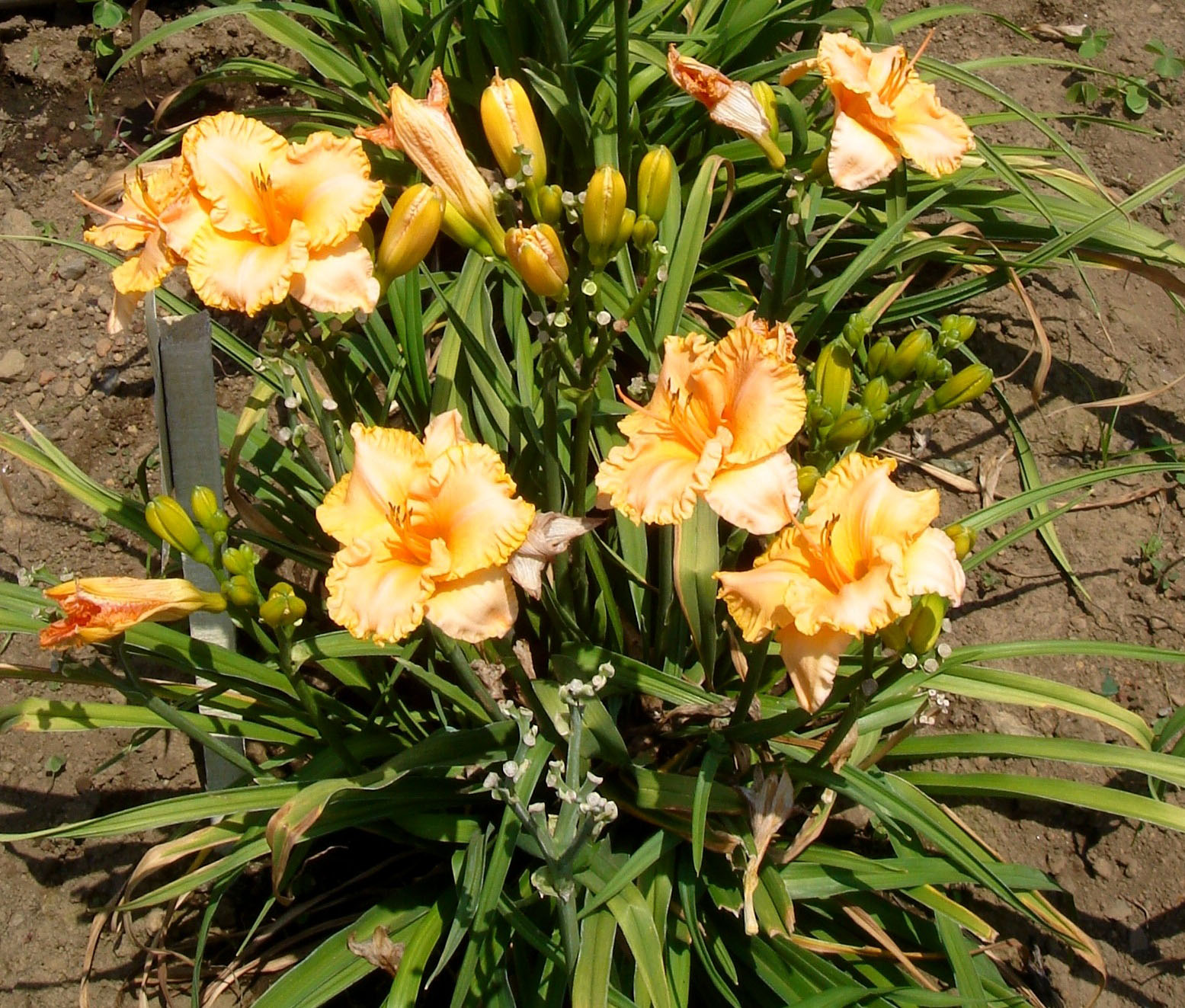 How to care for daylilies How to care for daylilies