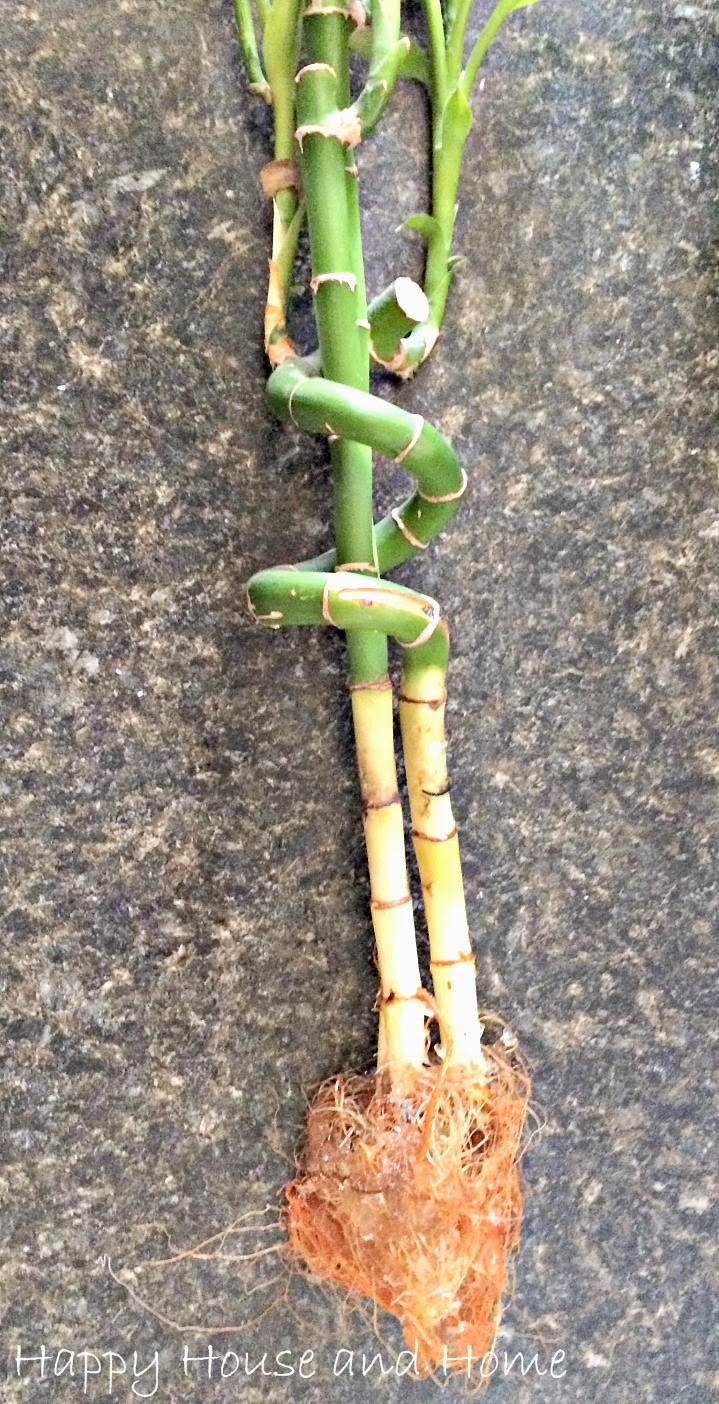 Happy House and Home Replant Lucky Bamboo