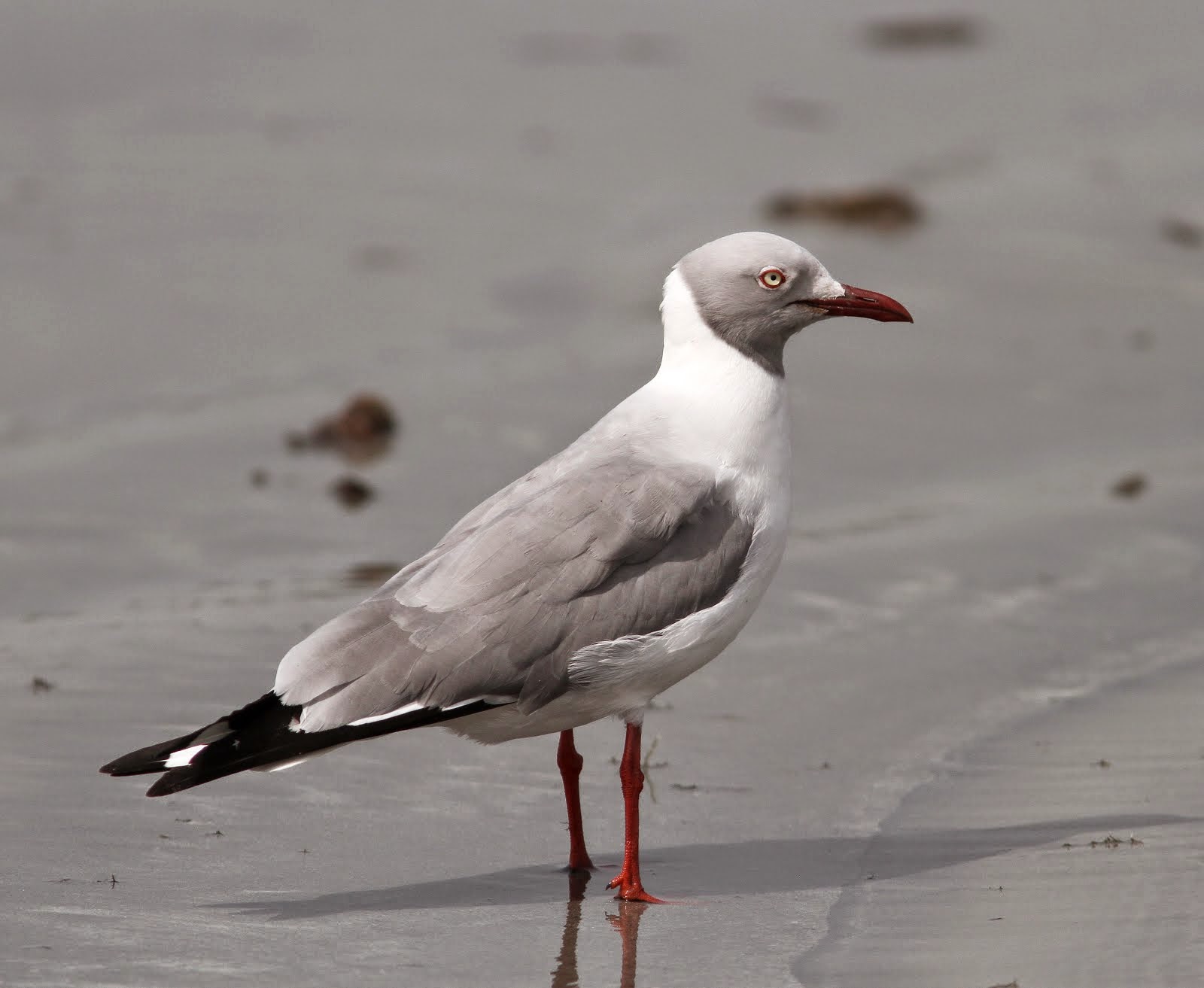 Grey-headed Gull