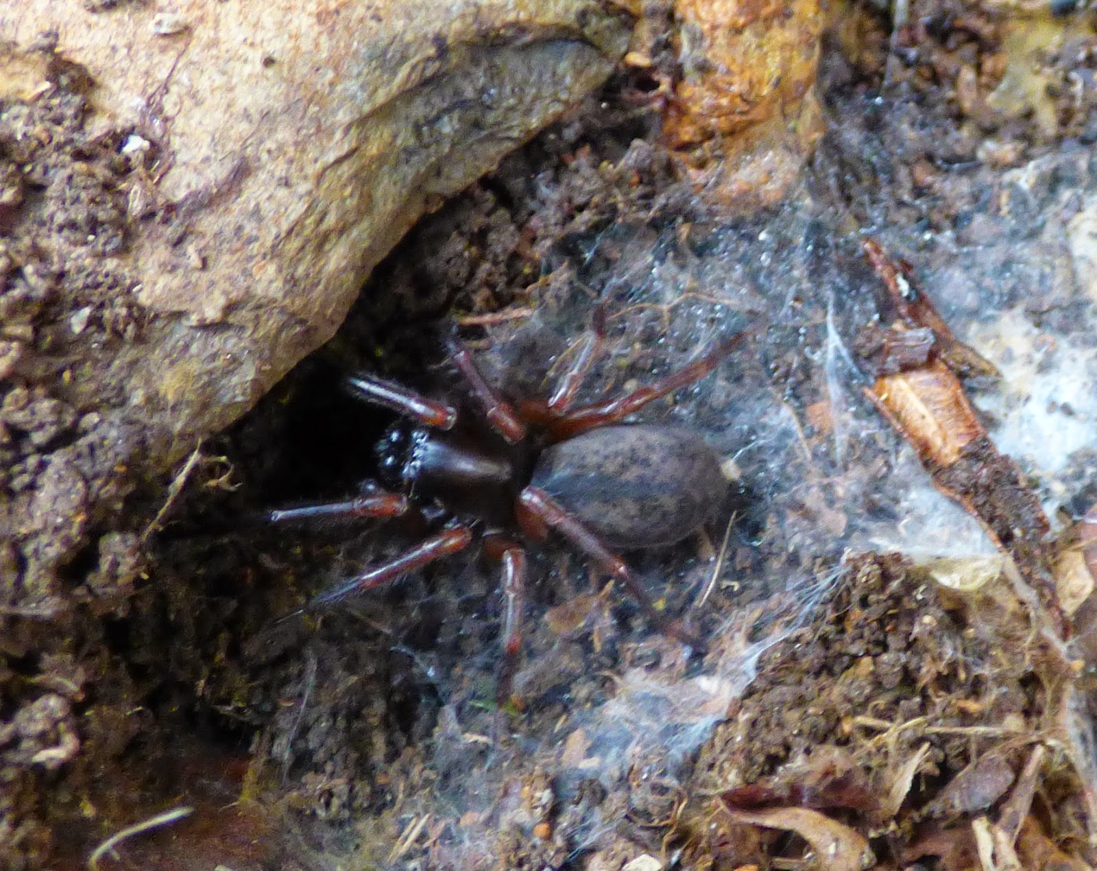 Natur Cymru Nature Of Wales Slow Worms And Wild Goats The Boulder And Some Impressive Looking Spiders Co Existing With Slow Worms I Ume Don T Eat These Does Anyone Know What