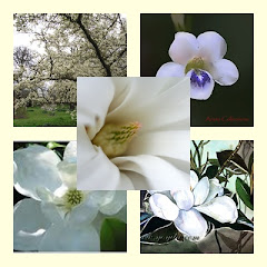 COMPOSICIÓN DE MAGNOLIAS, PUREZA