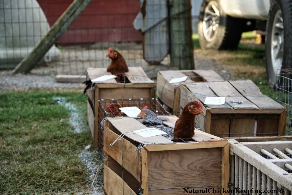 Natural Chicken Keeping The Chicken Swap Meet
