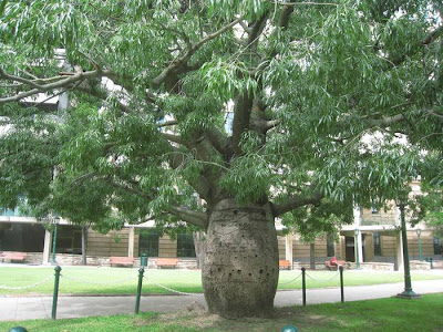 The Queensland Bottle Tree — Brachychiton Rupestris The Queensland Bottle Tree (Brachychiton rupestris) originally classified in the family Sterculiaceae, which is now within Malvaceae, is native of Queensland, Australia. Its grossly swollen trunk gives it a remarkable appearance and gives rise to the name. As a succulent, drought-deciduous tree, it is tolerant of a range of various soils, and temperatures.