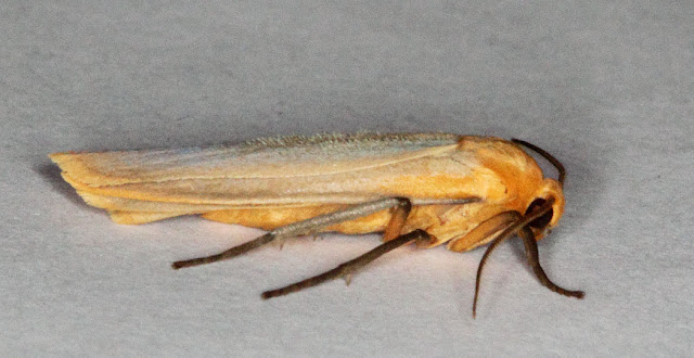 Moth, Buff Footman, Eilema depressa. Keston Common moth trap, 2 July 2011. Moth, Buff Footman, Eilema depressa. Keston Common moth trap, 2 July 2011.