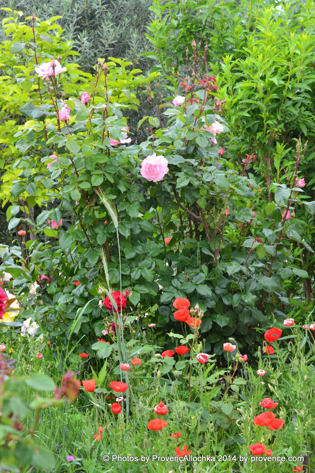 Rose Queen Elizabeth Rose, Queen ,Elizabeth