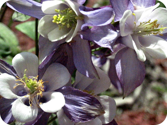 Columbine Flower