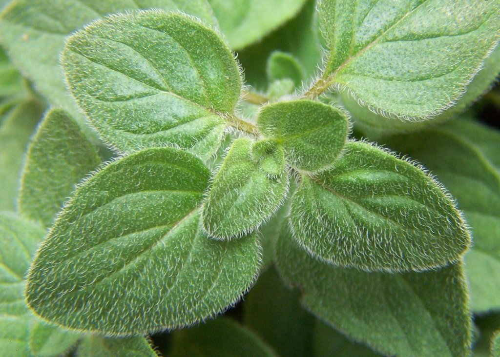 Medicinal Plant Oregano kinds of ornamental plants