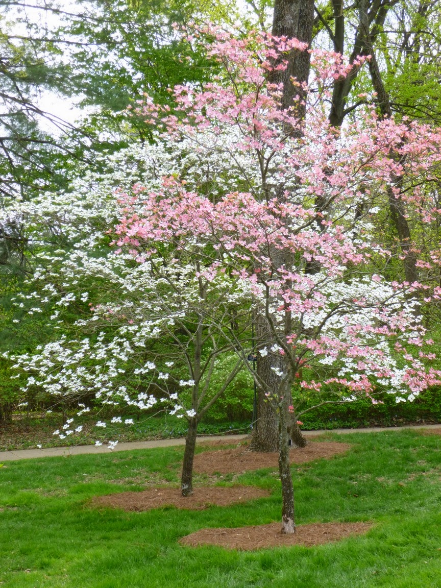 Side-by-side pink and white flowering dogwood trees seem to enhance each other's beauty