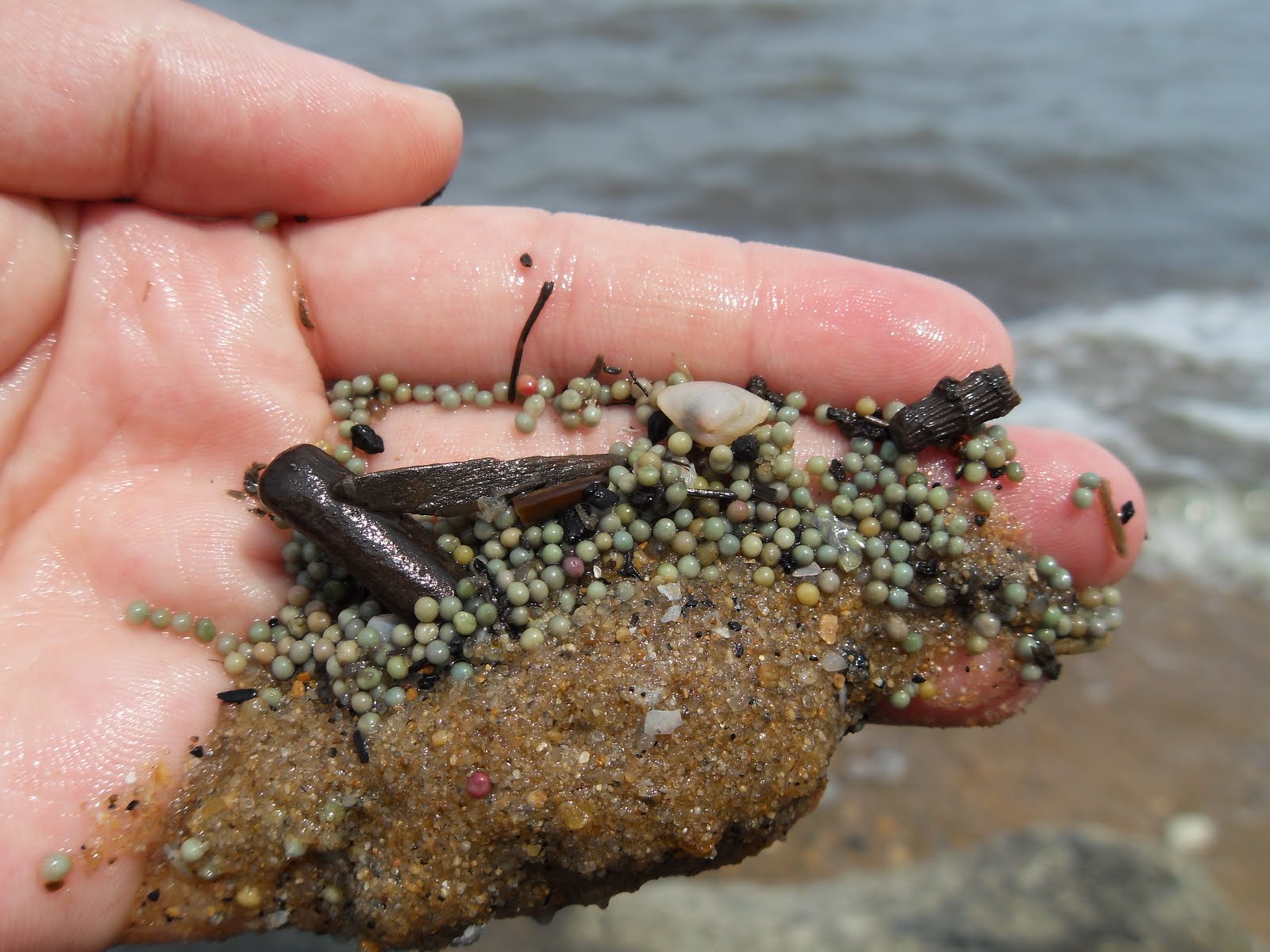 Itsy Bitsy Spiders Searching for Horseshoe Crabs on the
