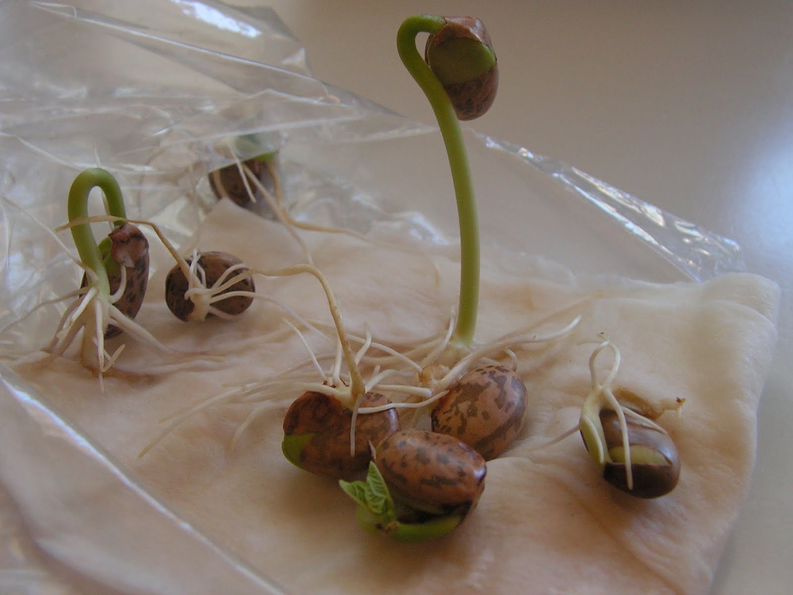 Grace in Loving Chaos Seeds, Seeds and More Seeds