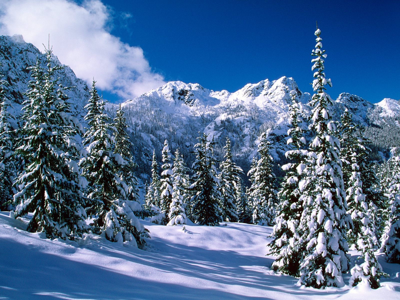 http://4.bp.blogspot.com/-9ZWHXxWO9zM/T91BSvrZXqI/AAAAAAAAGAE/9zZEAWRJrm8/s1600/winter-wallpaper-10.jpg