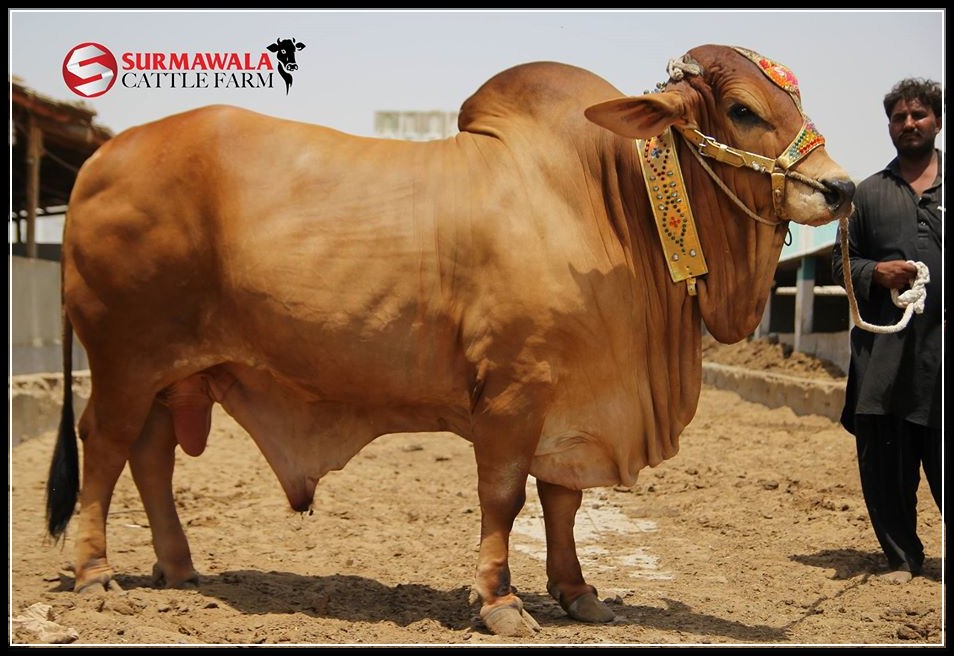 COW+MANDI+Karachi , Cow Mandi facebook 2014, Cow Mandi address, Cow Mandi pakistan, Cow ...