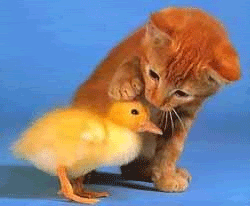 Cute Animals Cute Animals