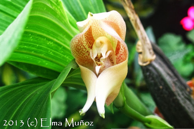 Anguloa virginalis. Orquidea del Peru