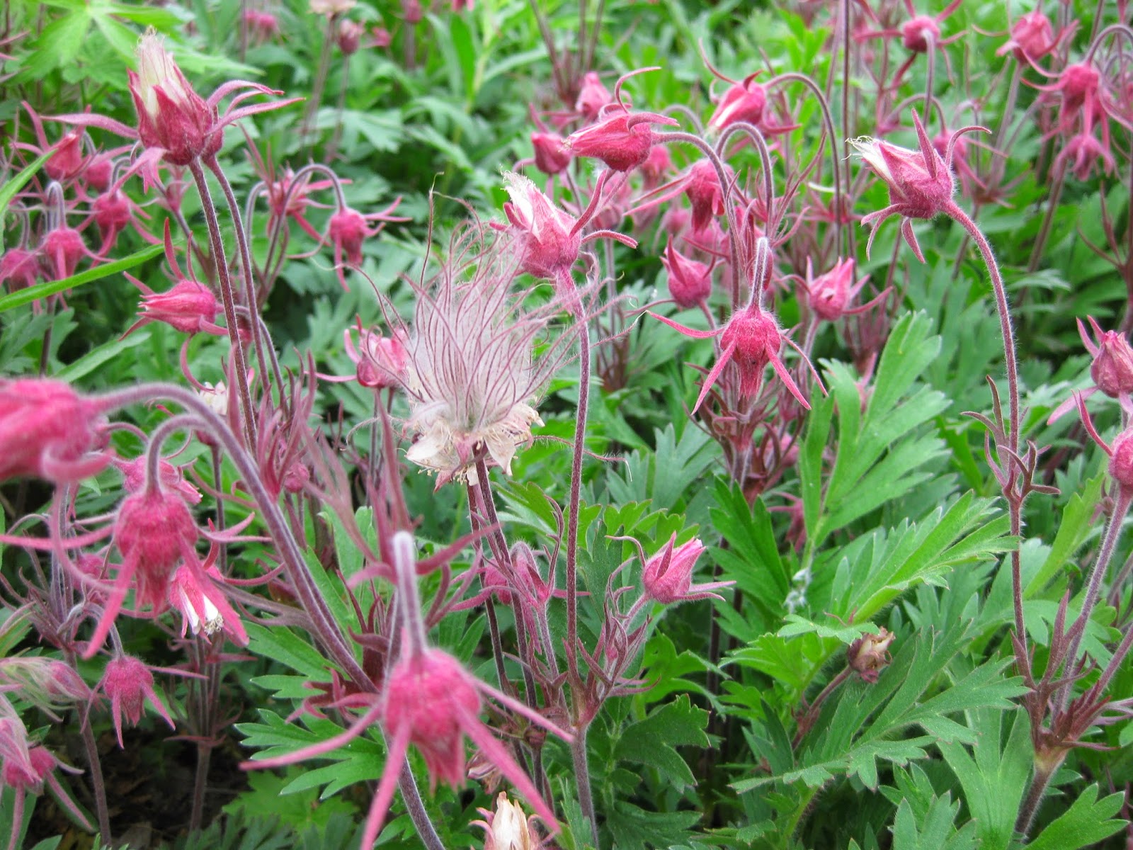 Consider Prairie Smoke Mark�s Garden Ruminations Consider Prairie Smoke Mark�s Garden Ruminations
