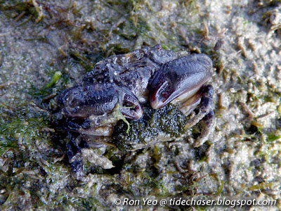 Rock Crab (Leptodius sp.) Rock Crab (Leptodius sp.)