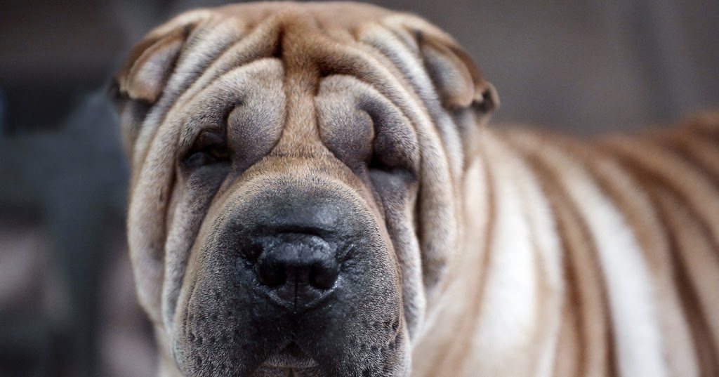 Study N Dog Bite Fatalities Not Related To Breed Study N Dog Bite Fatalities Not Related To Breed