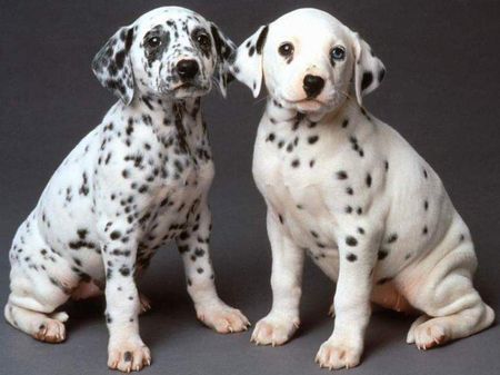 Dalmatian Breeders